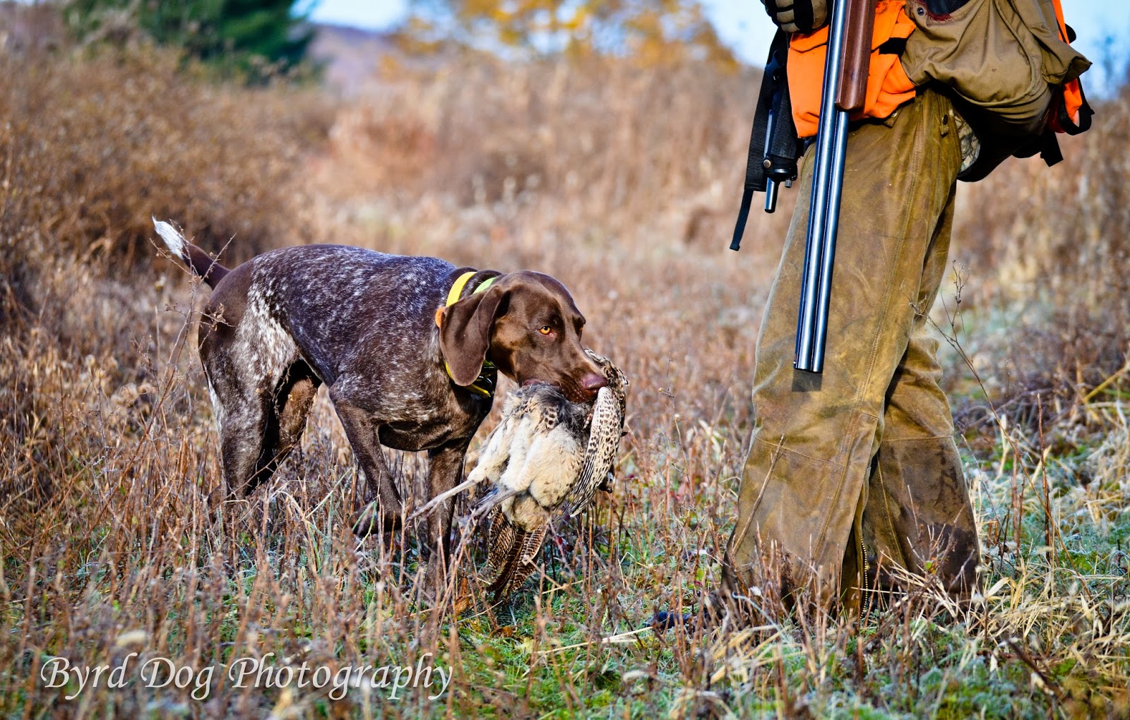 Pheasant Hunting Dogs First Hunt Of The