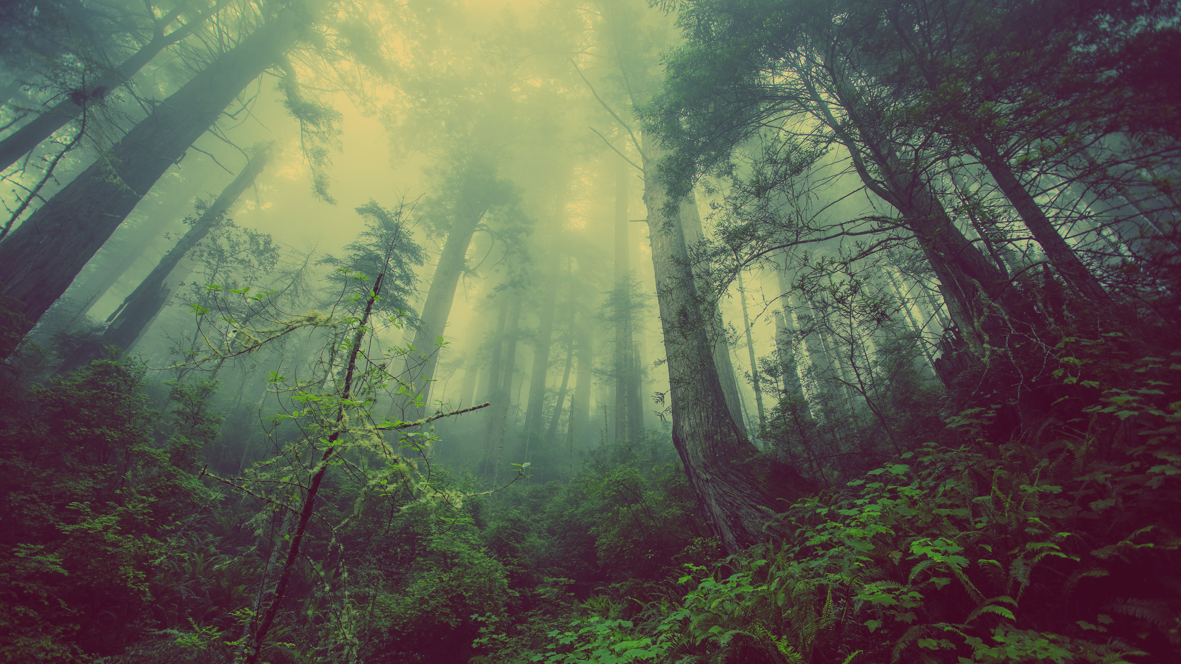 A low-angle view of towering redwood trees in a misty forest, showcasing lush green vegetation and an ethereal atmosphere