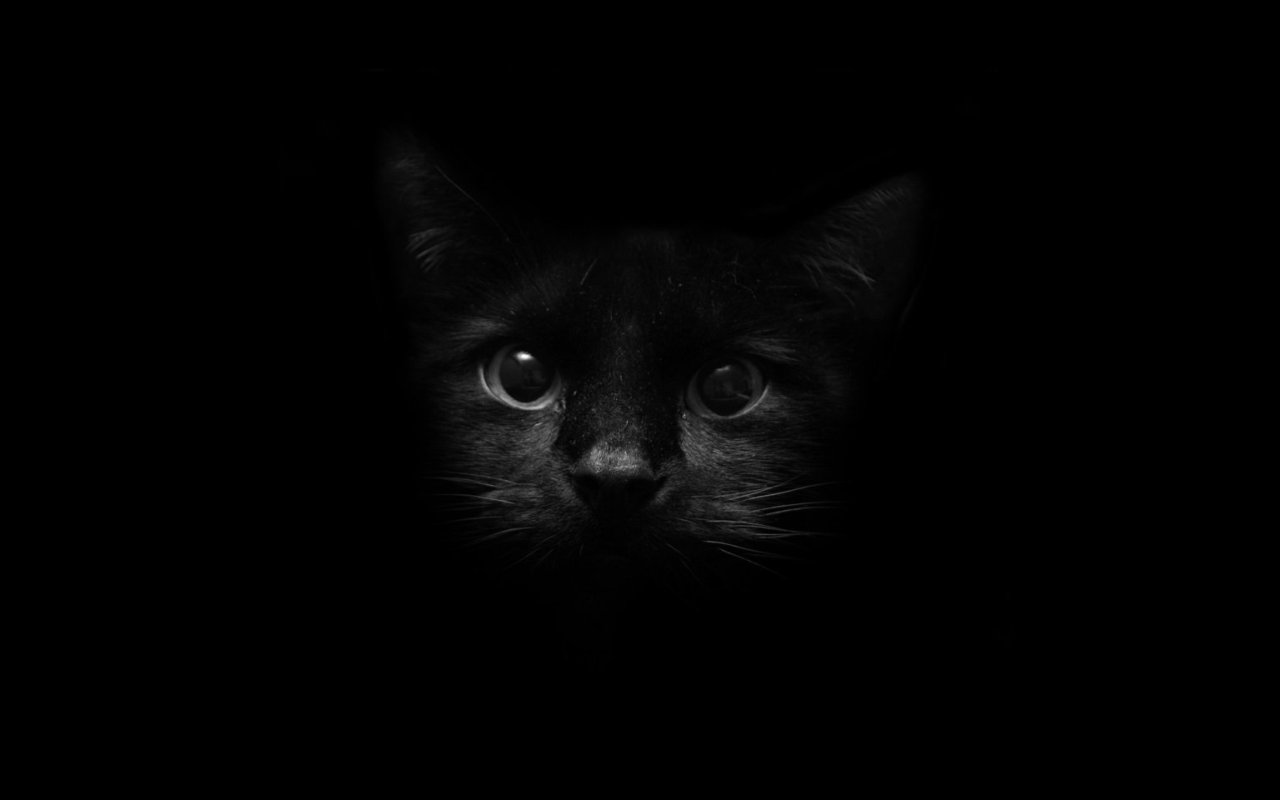 Black Cat Wallpaper 4K Black background Hat Animals 6597
