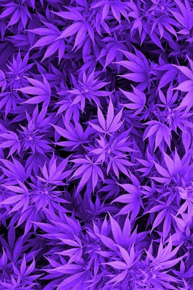 Purple Haze It S My House And I Live Here Wallpaper