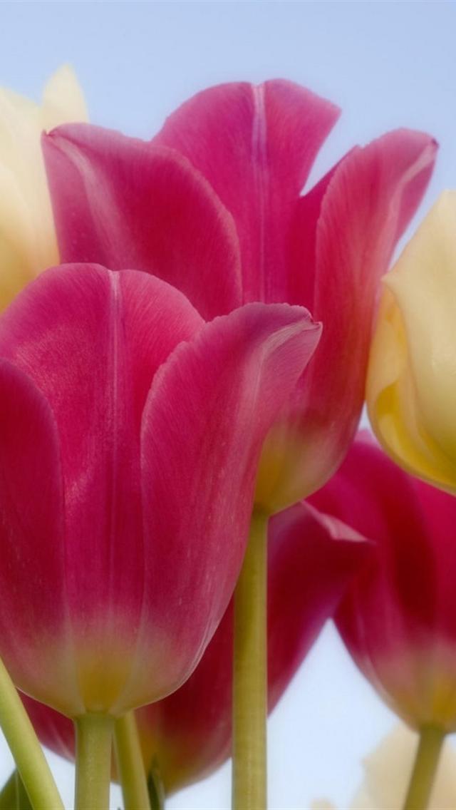 Lovely Pink Tulips HD Wallpaper For iPhone