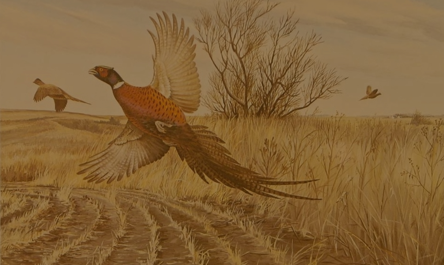 Pheasants Forever Wallpaper Pheasant