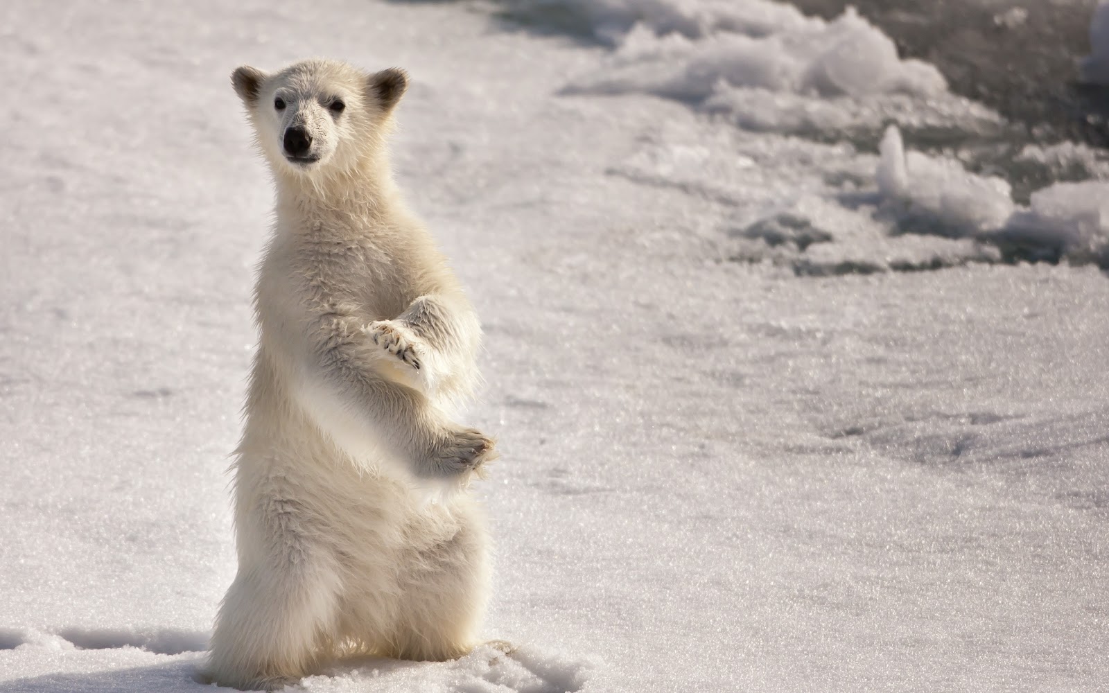 Funny Polar Bear White Baby Standing In Two Feet Looking At