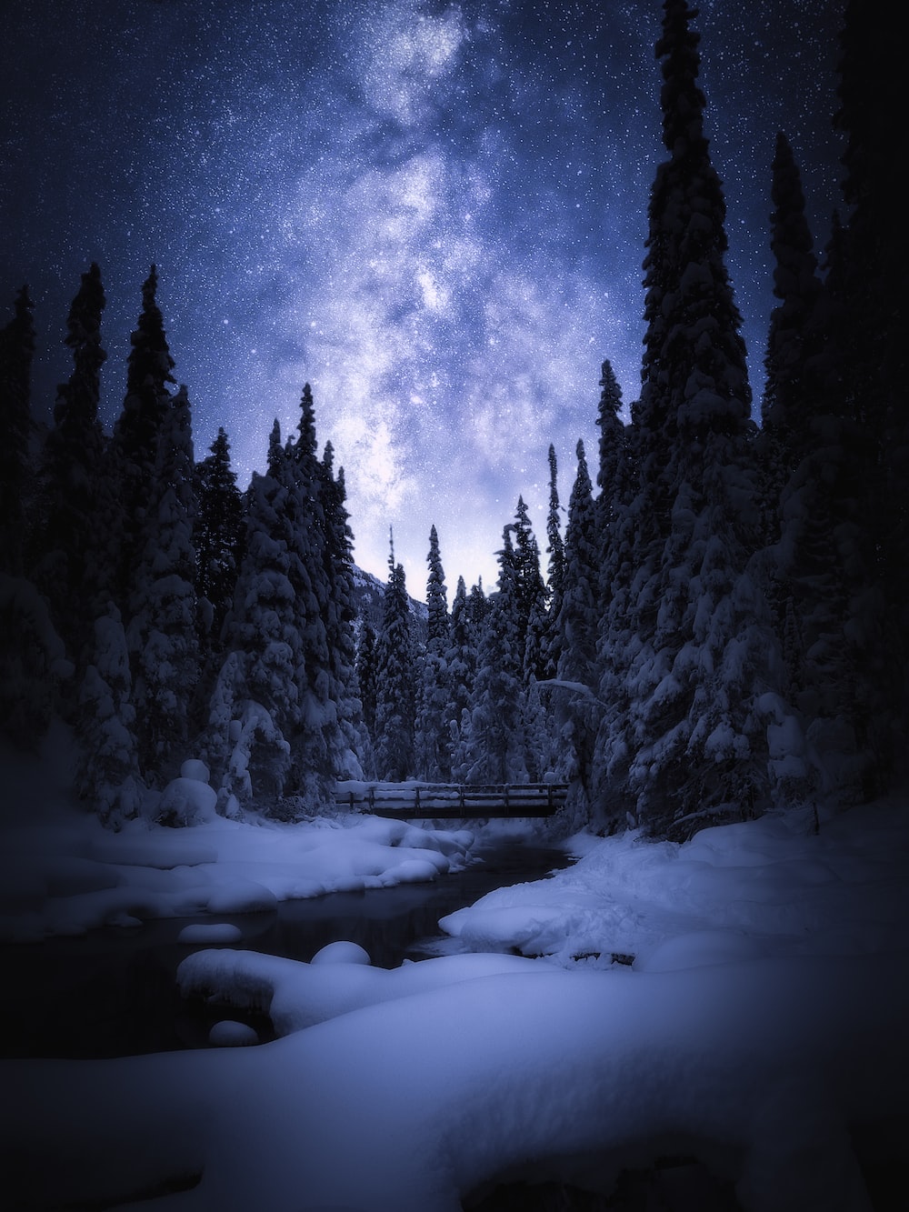 Night Forest Pictures Image