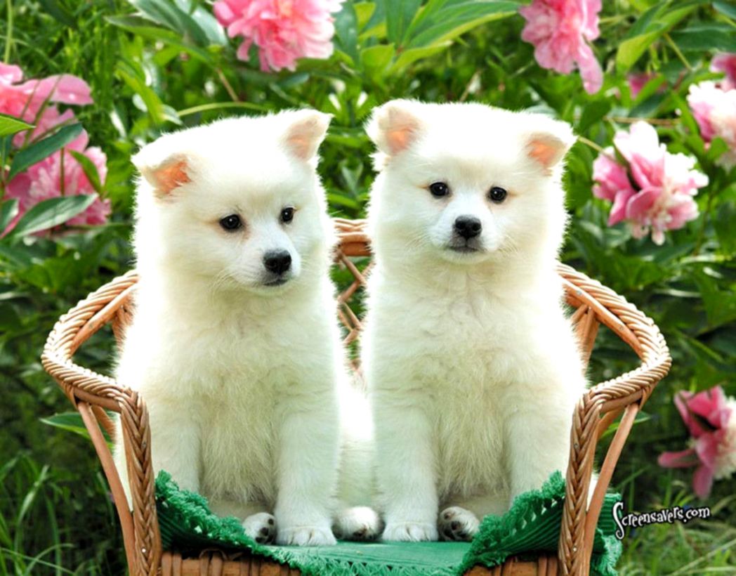 Cute Dogs Wallpaper Puppy The Last Wallpapers