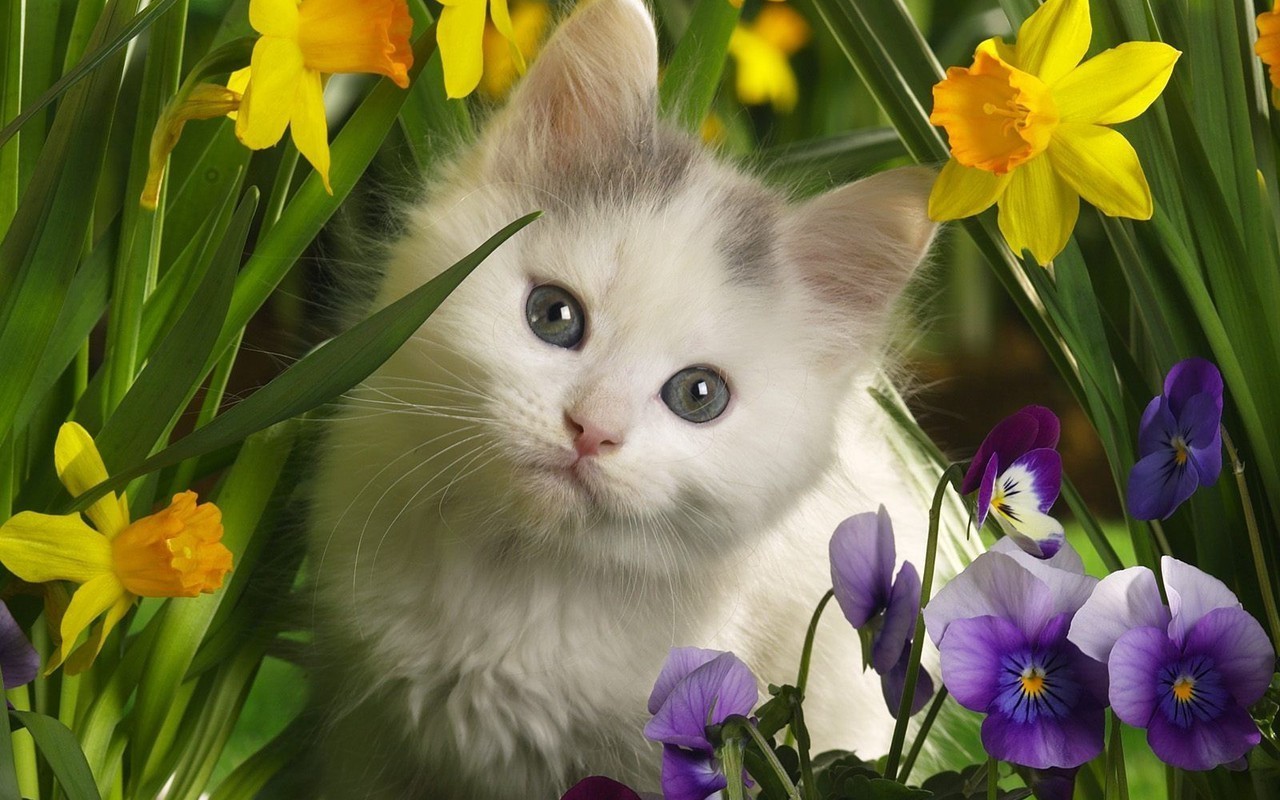 Sweet Cute Cats Wallpaper Background
