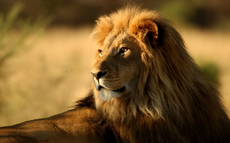 Animals Africa Lions Safari Documentary Wallpaper