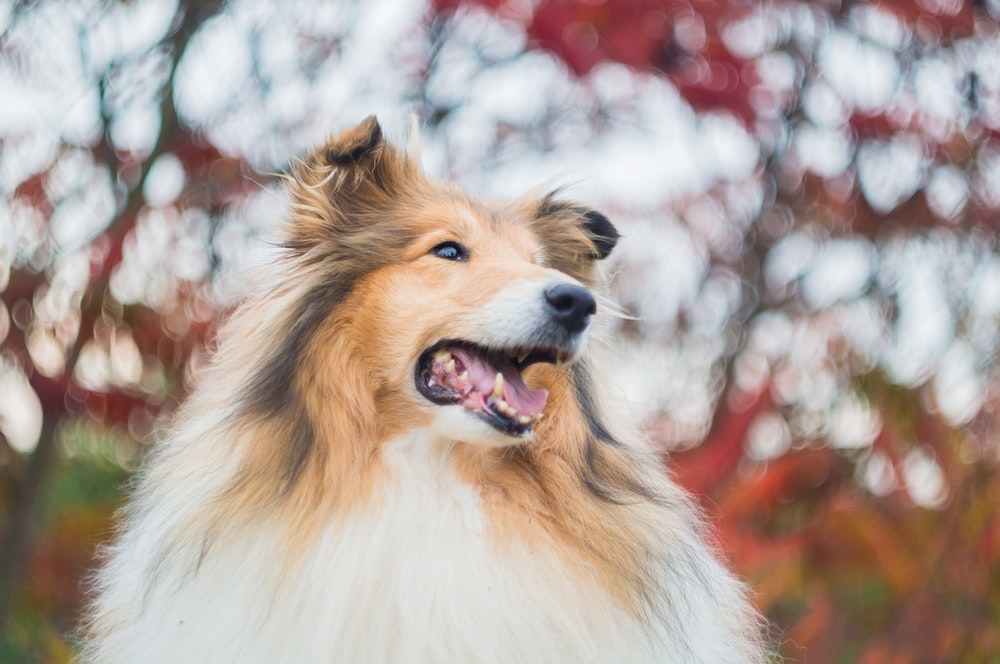 Brown White And Black Rough Collie Photo Image