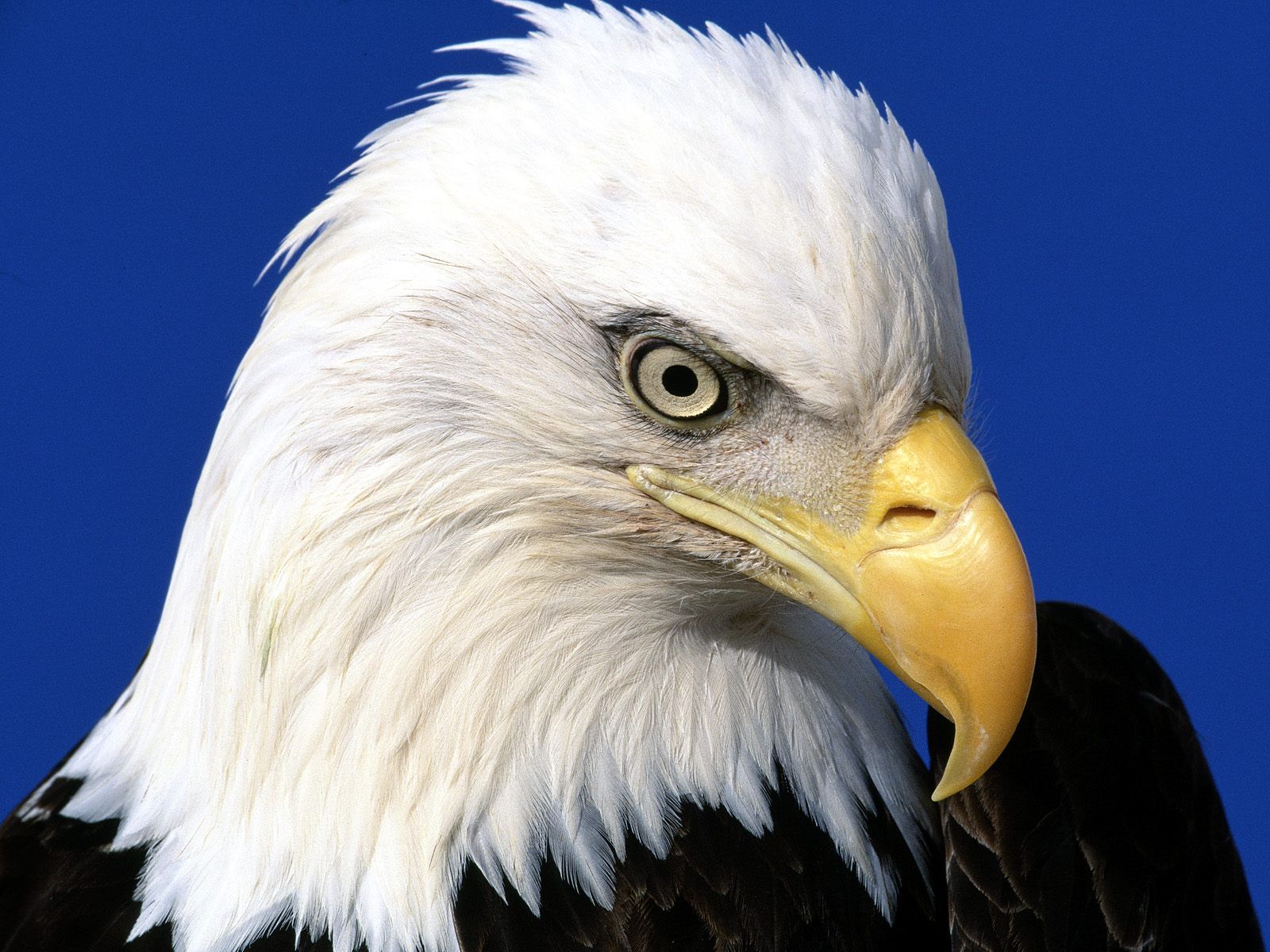 Related Wallpaper Animals Bird Eagle