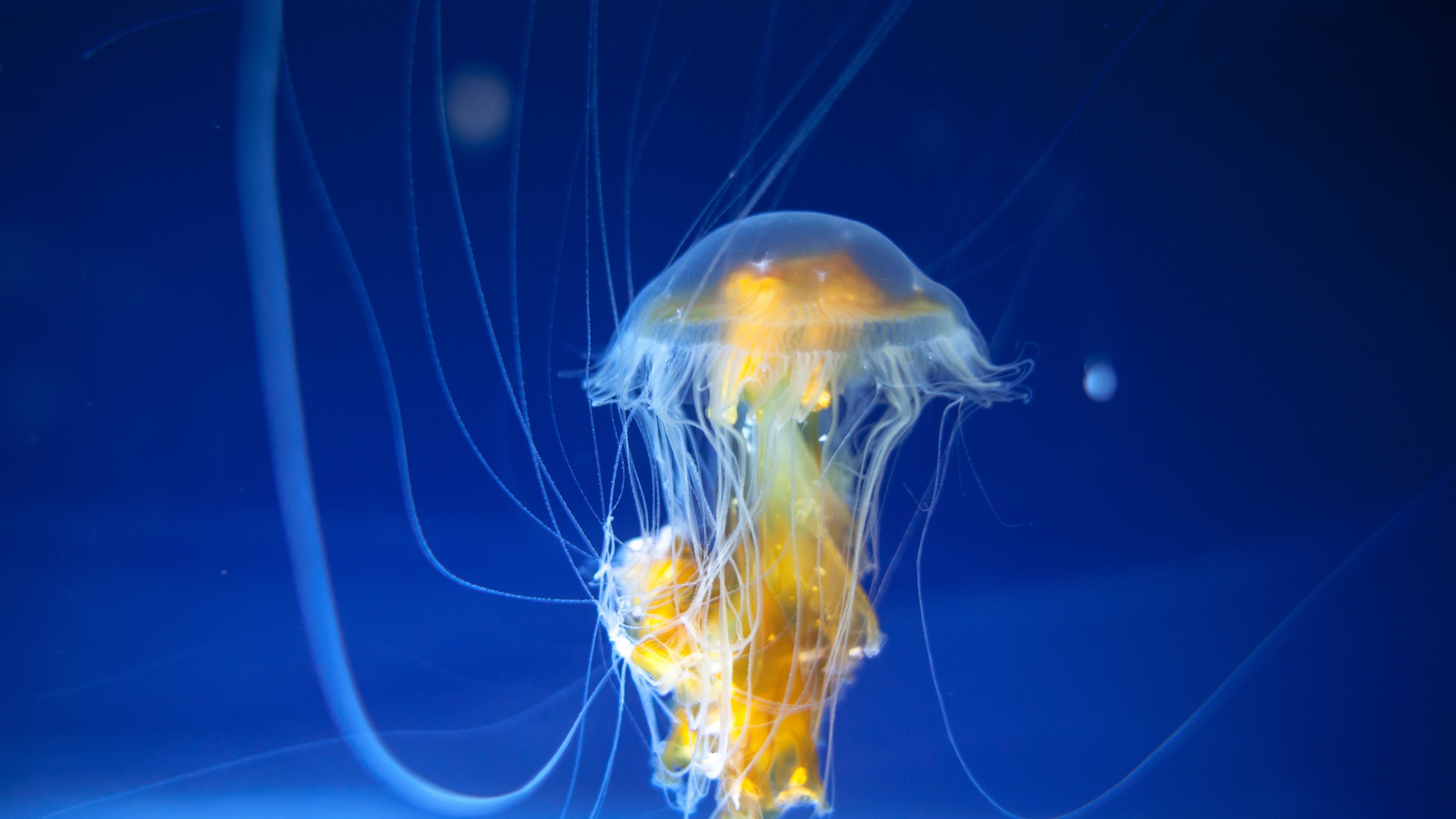 Jellyfish Tentacles Wallpaper Baltana