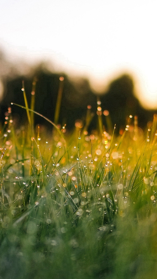 Lawn Green Nature Sunset Light Bokeh Spring iPhone Wallpapers Free