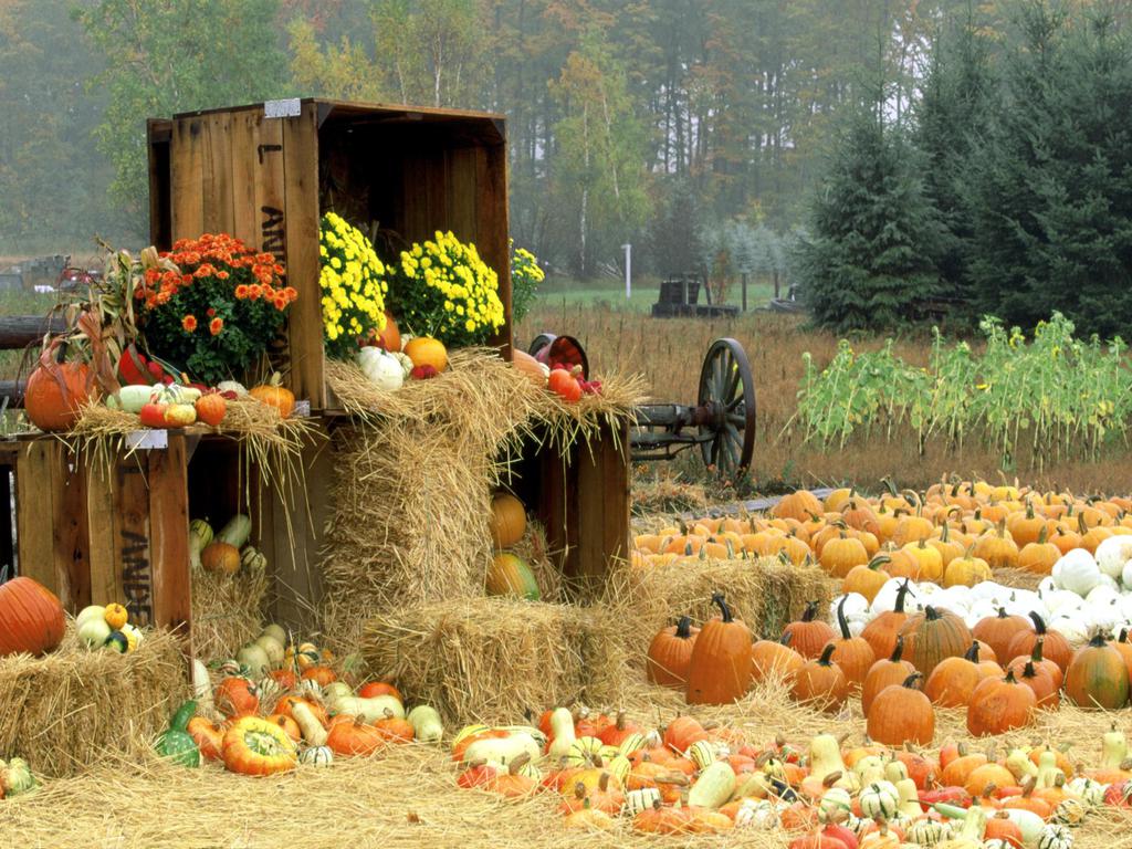 Free%20download%20Fall%20Harvest%20Backyard%20Bounty%20Co%20op%20%5b1024x768%5d%20for%20your%20%20Desktop,%20Mobile%20&%20Tablet%20|%20Explore%2073+%20Fall%20Harvest%20Wallpaper%20|%20Fall%20%20Harvest%20Wallpaper,%20Harvest%20Moon%20Wallpapers,%20Golden%20Harvest%20Wallpaper%20%20Products