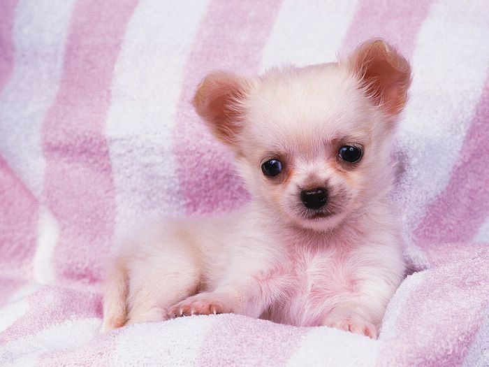 Baby Chihuahua Puppy On Blanket Puppies Photos
