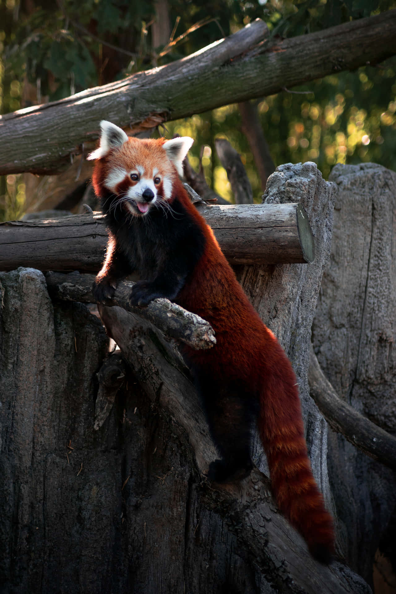 Cute Red Panda Wallpaper