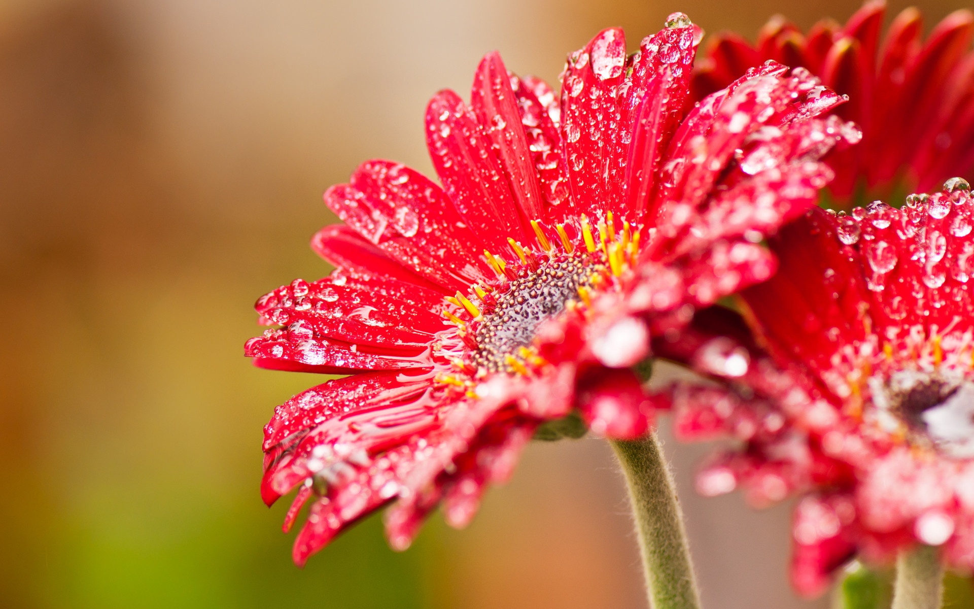 Pink Gerbera Daisy Flower With Water Drops HD Desktop Wallpaper