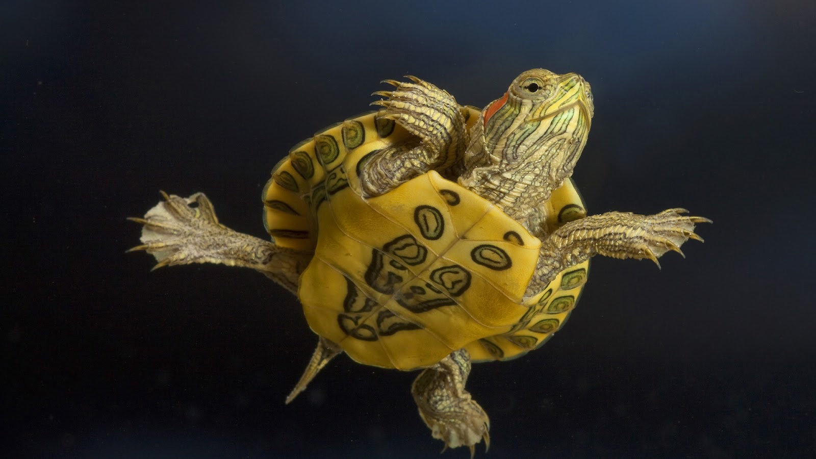 Wallpaper With A Yellow Turtle Underwater HD Turtles