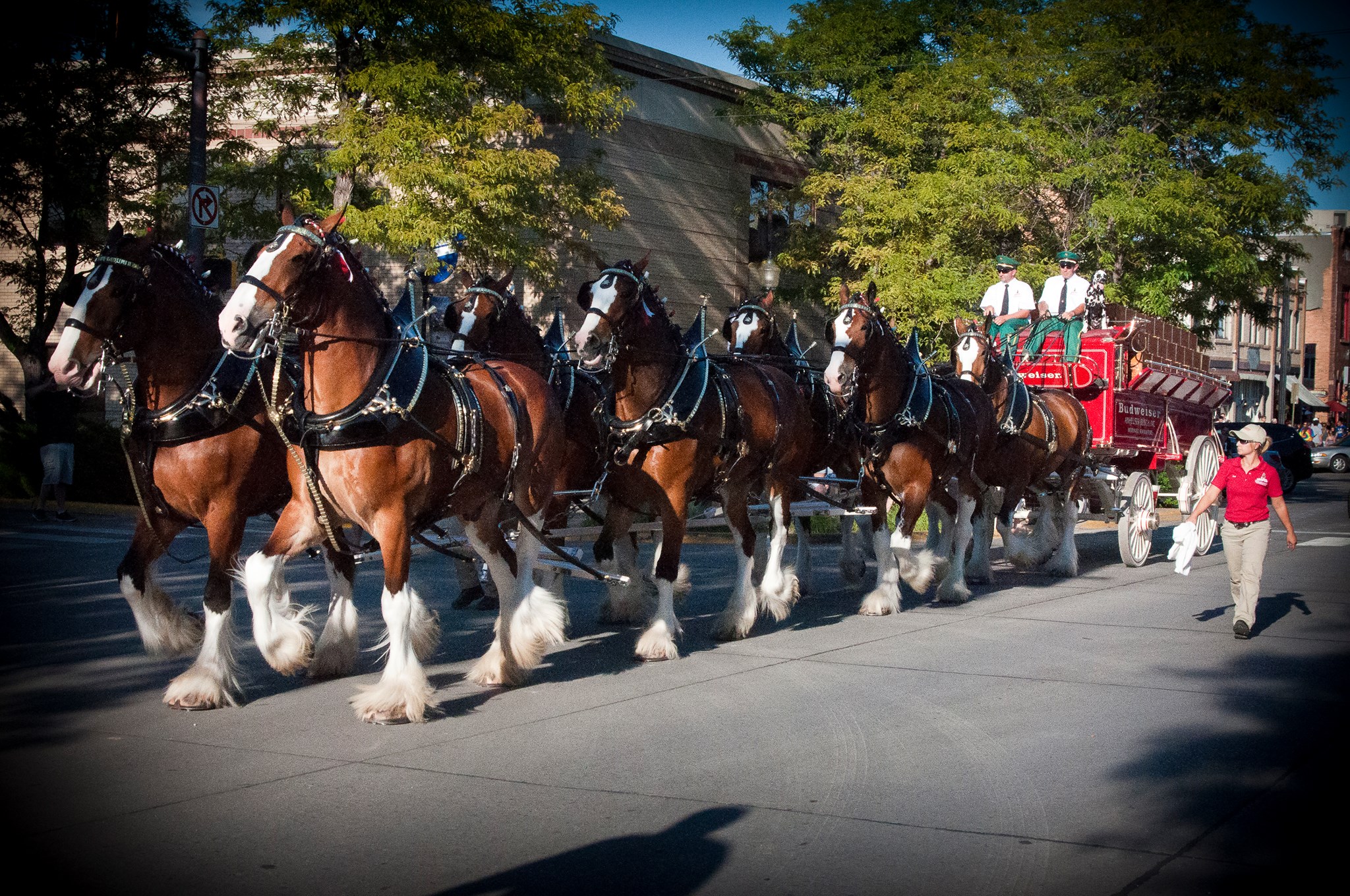 Budweiser Clydesdale Horses Wallpaper Budweiser clydesdale horses