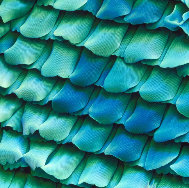 Left And The Scales From Wing Of A Peacock Butterfly Right