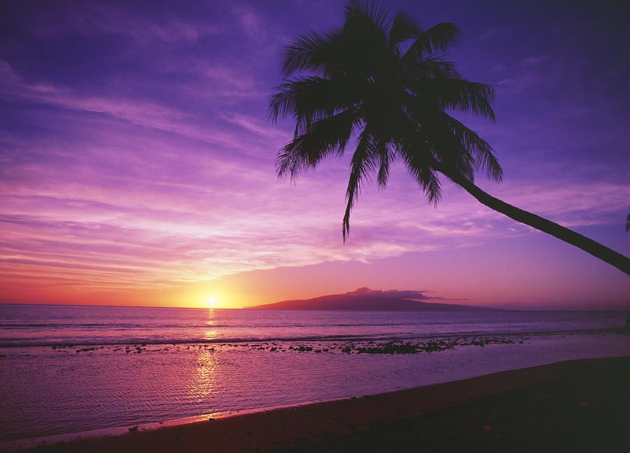 Purple Sunset And Palm Photography Trees