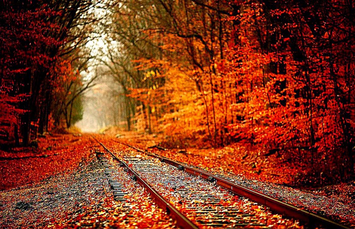 Fall Leaves Background Amazing Wallpaper