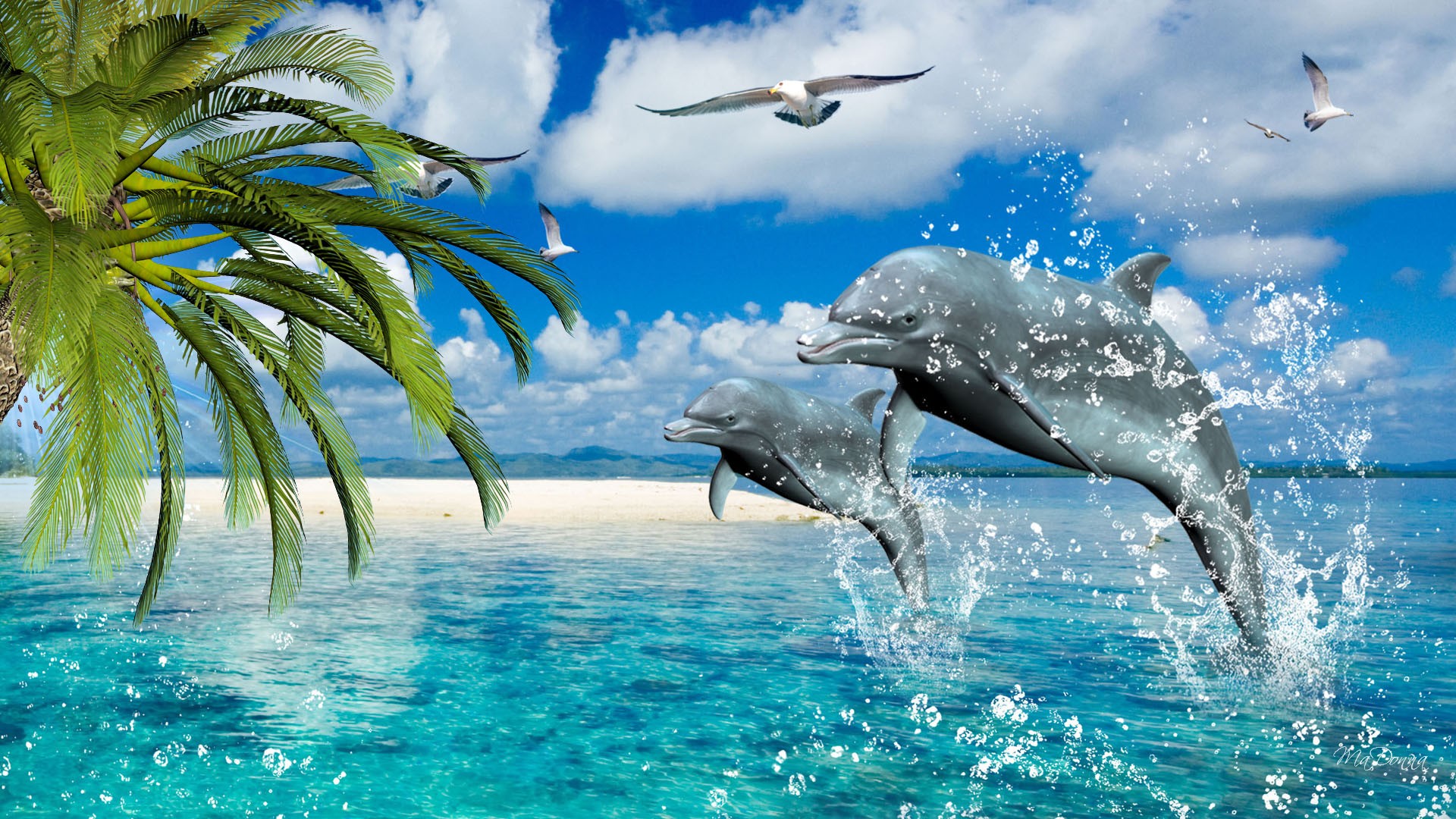 Dolphin Puter HD Wallpaper Pictures To
