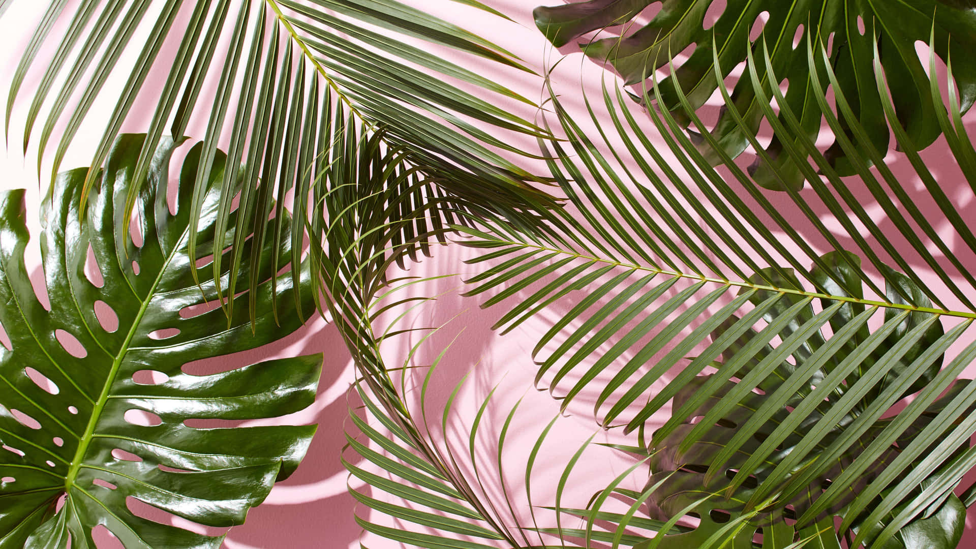 Minimalist Plant Background Wallpaper