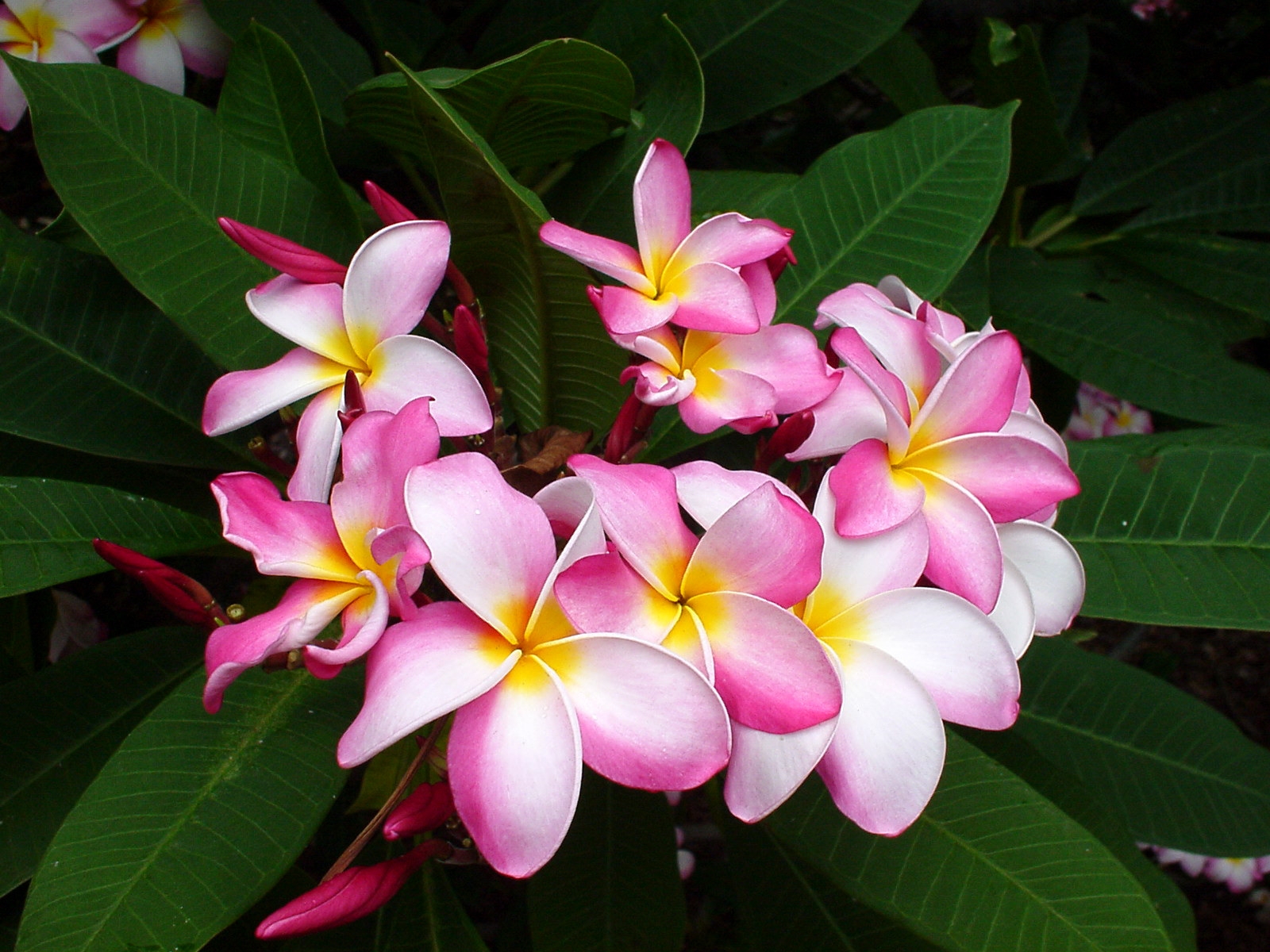 Wallpaper Plumeria Pink Leaves Close Up HD Background
