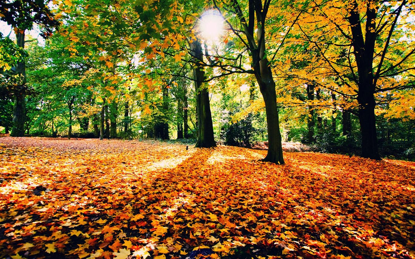 Autumn Forest In Serbia Desktop Wallpaper Background