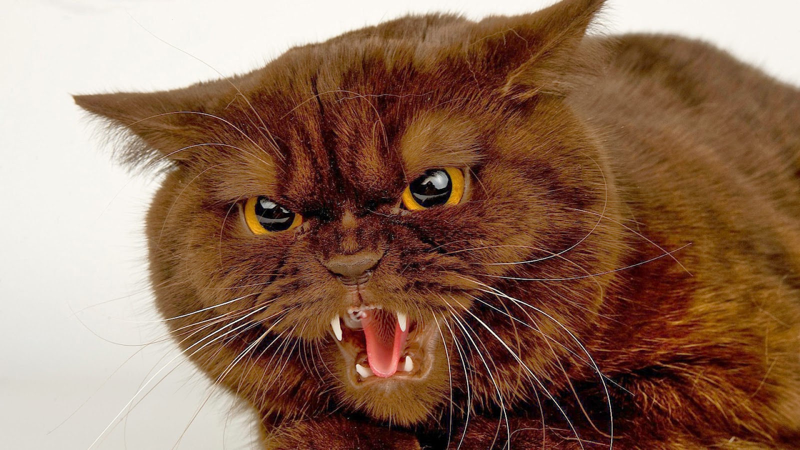 Angry Cat Free Desktop Wallpaper - WallpaperSafari