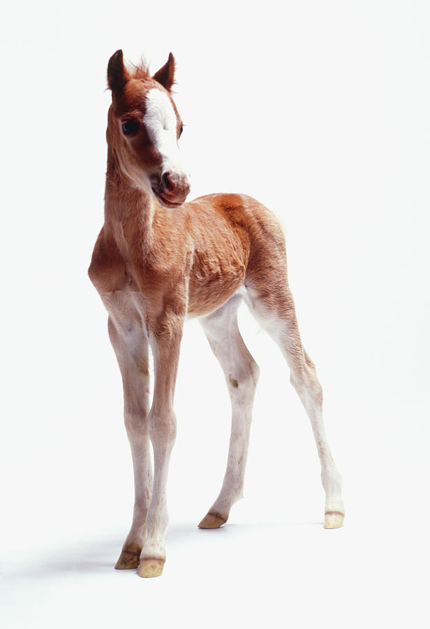 Two Week Old Foal Equus Caballus Photograph By Gordon Clayton