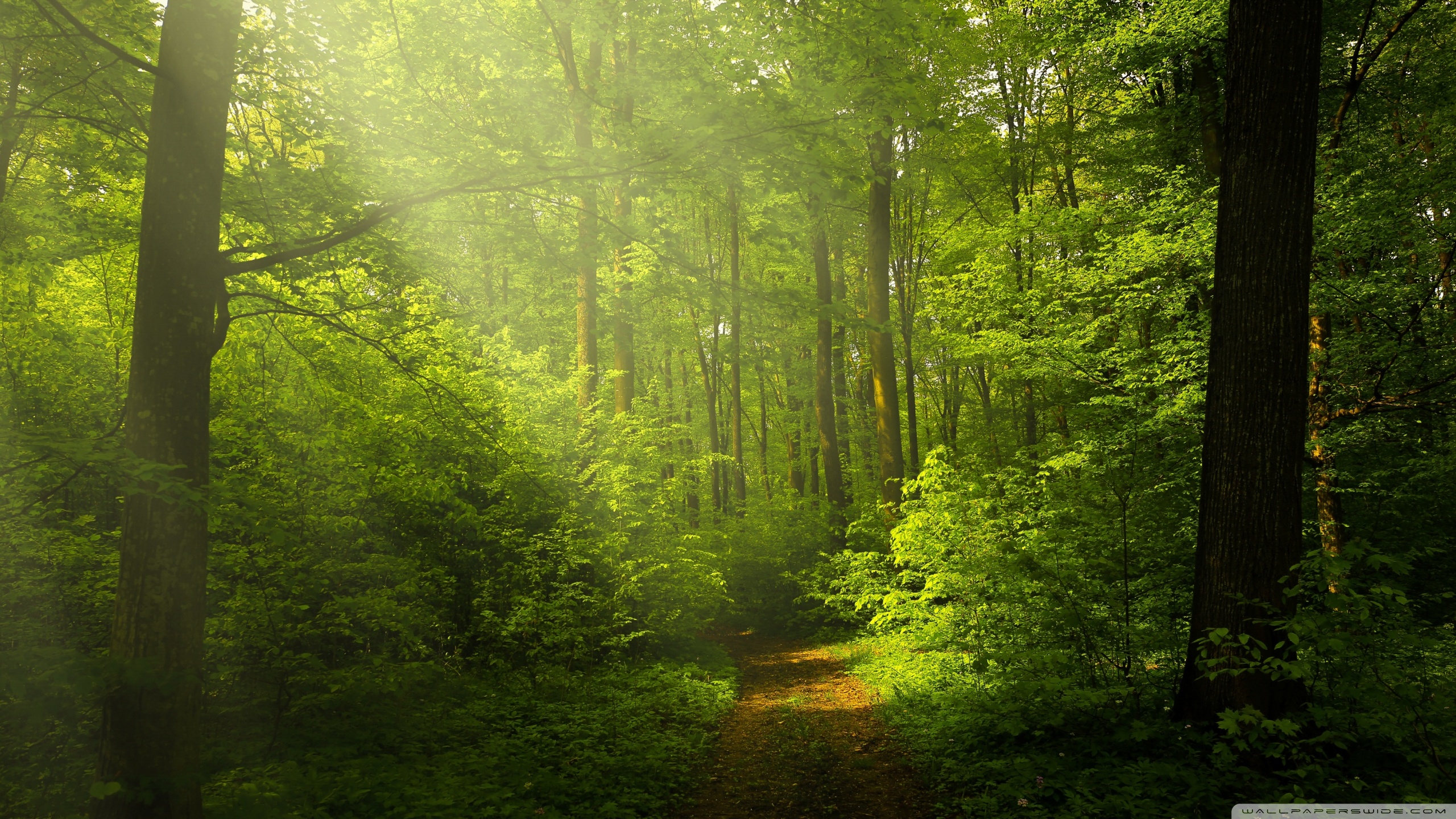 Beautiful Nature Image Green Forest 4k HD Desktop Wallpaper