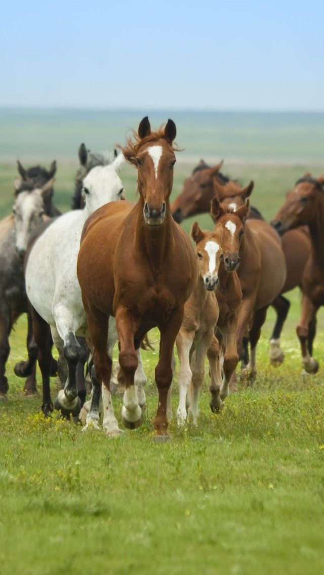 Cow N Country Girl Horse Herd iPhone Wallpaper Background