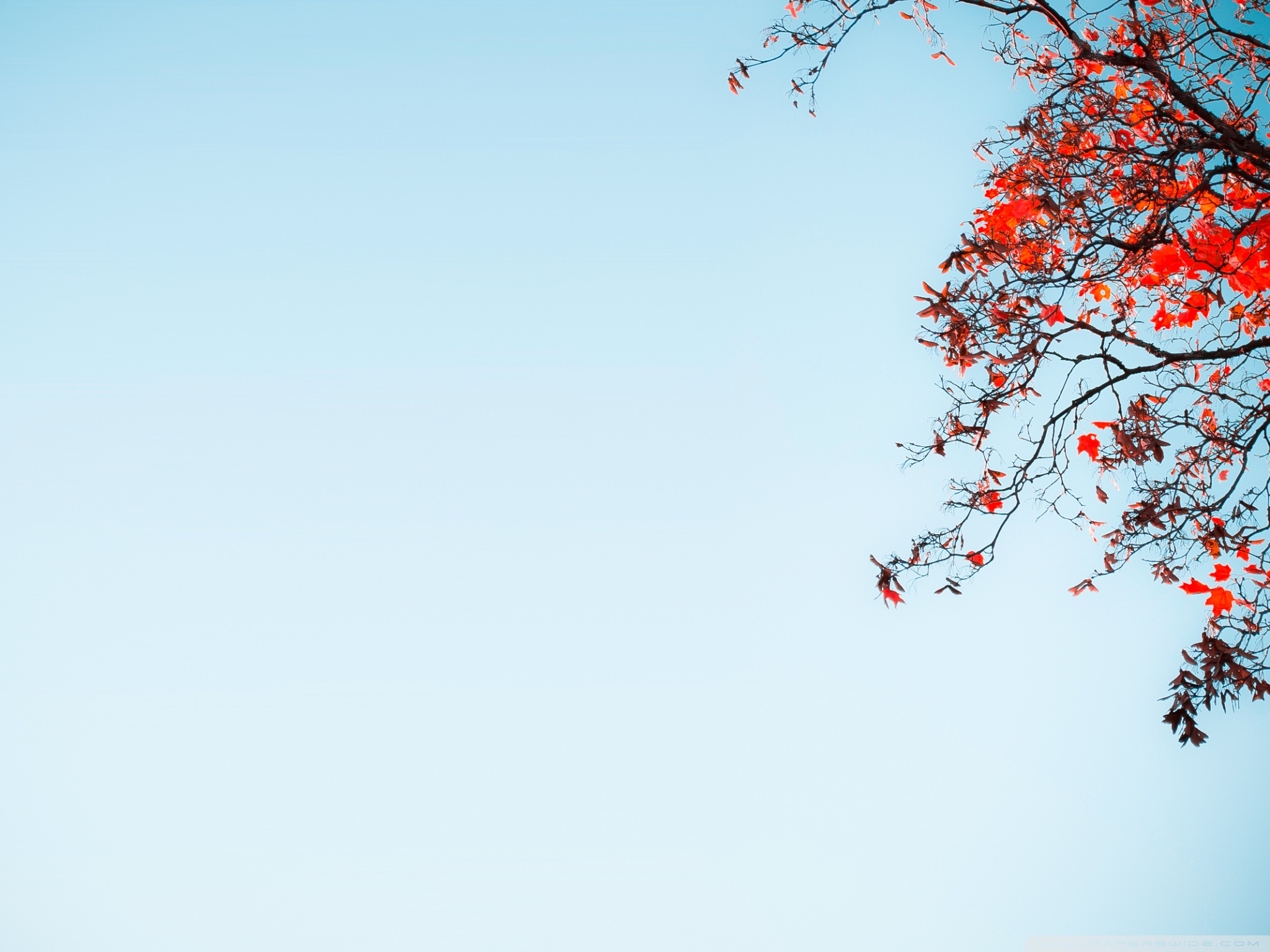Red Tree Against A Blue Sky Ultra HD Desktop Background Wallpaper