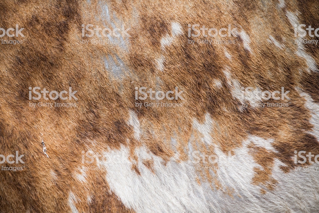 Cowhide Fabric for sale