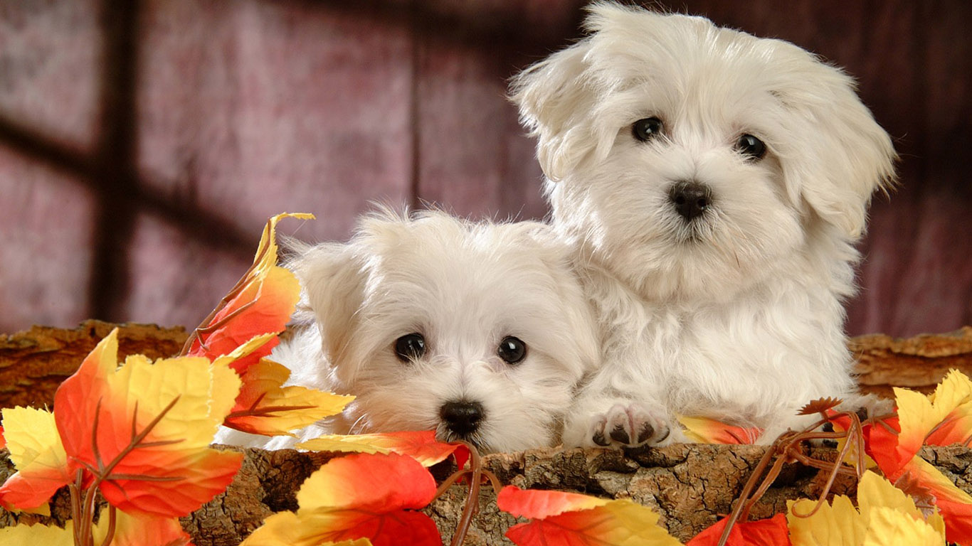 Cute Dog Wallpapers   Thanksgiving Wallpaper With Dogs 135391