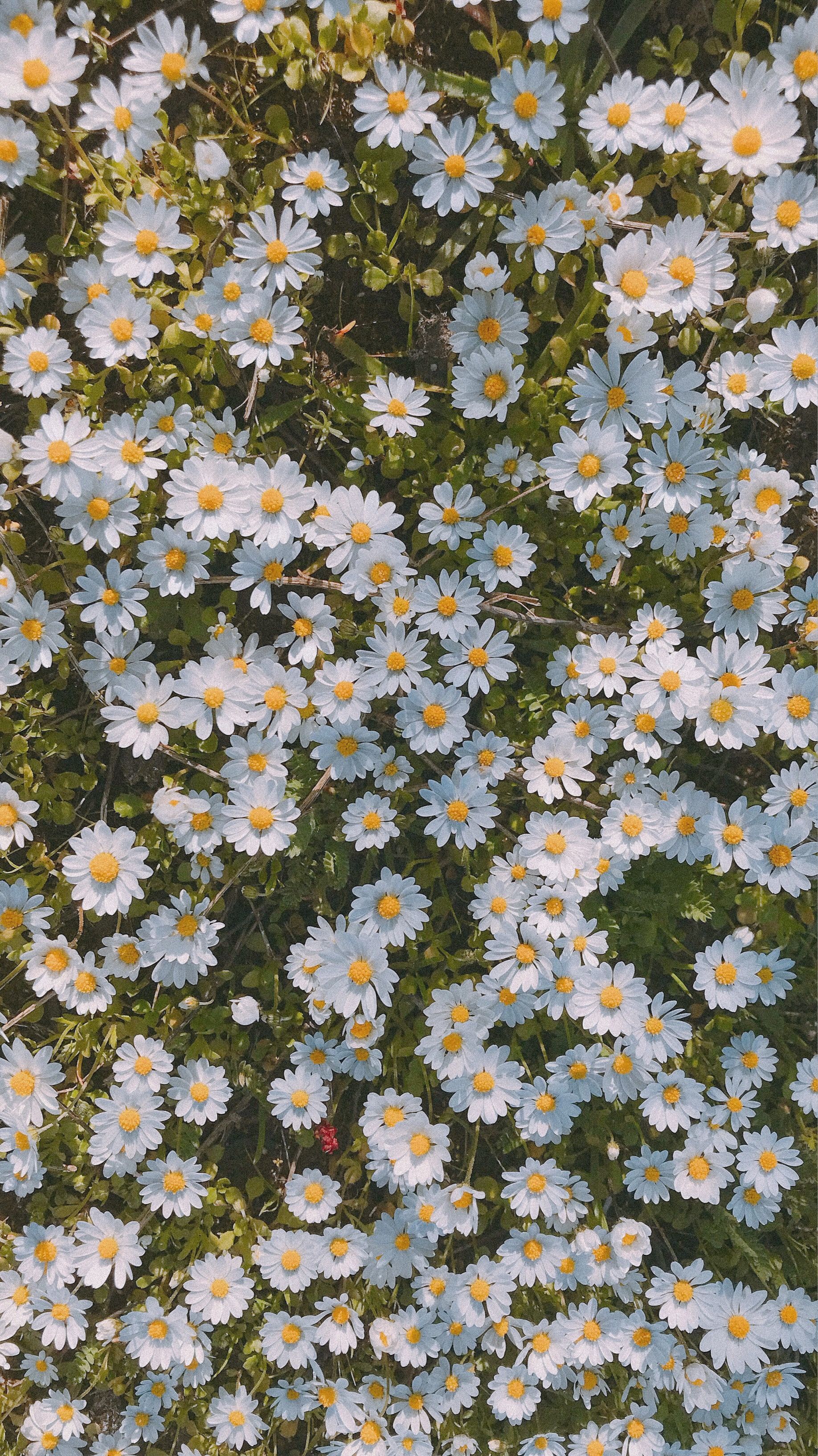 In Wallpaper