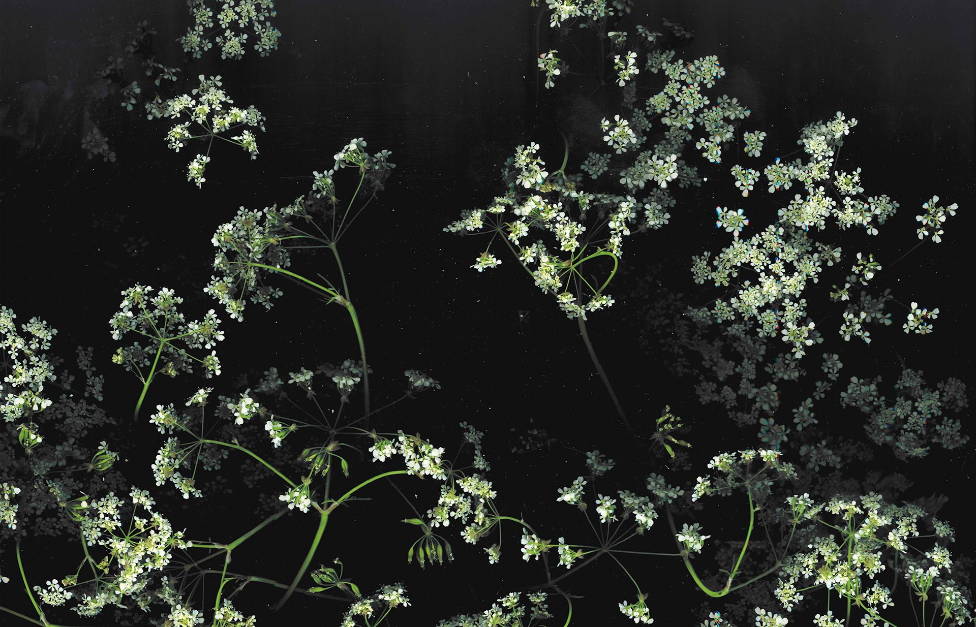 Black Floral Desktop Wallpaper At Wallpaperbro