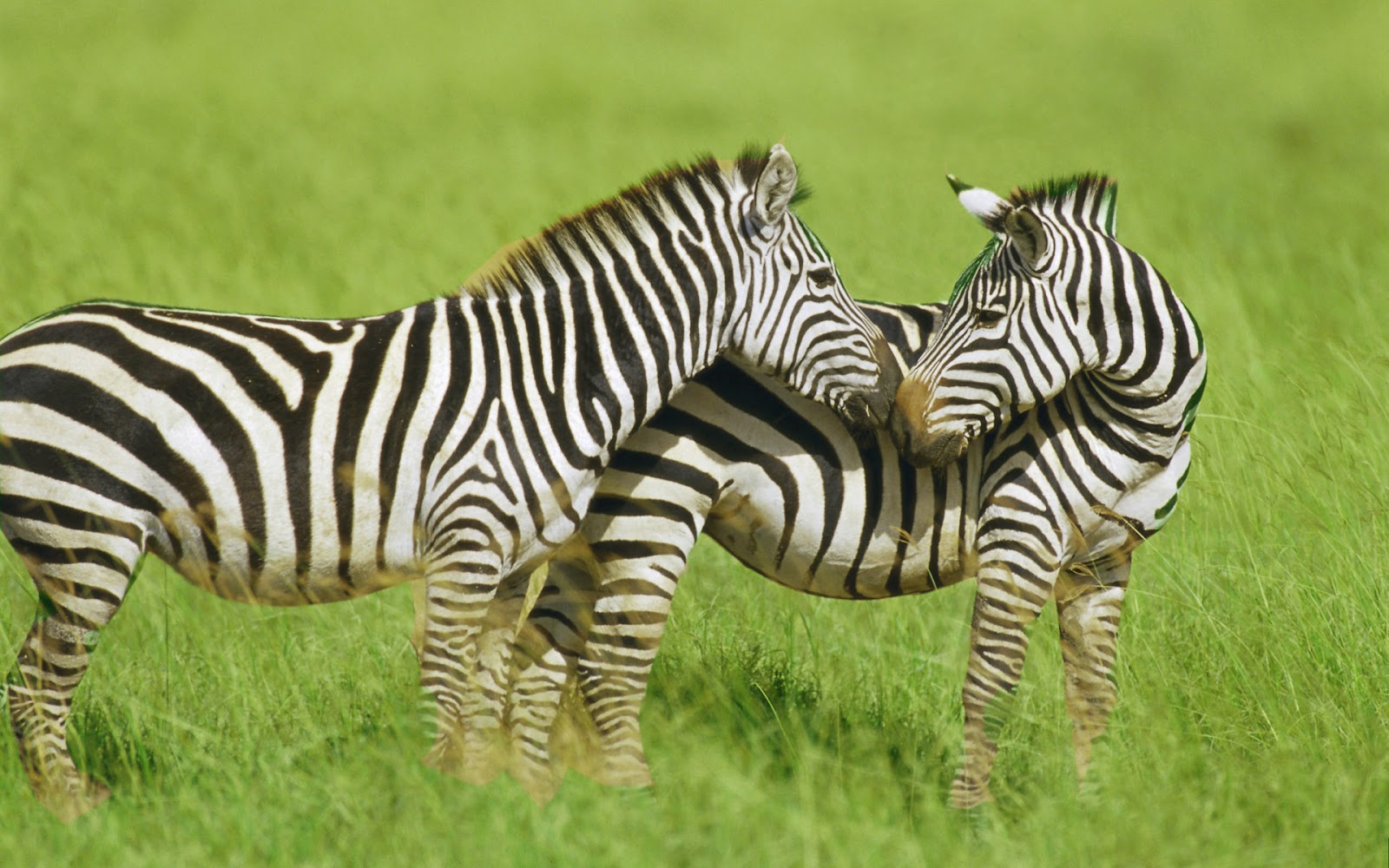 Zebra In HD Fields Forest Baby Wallpaper