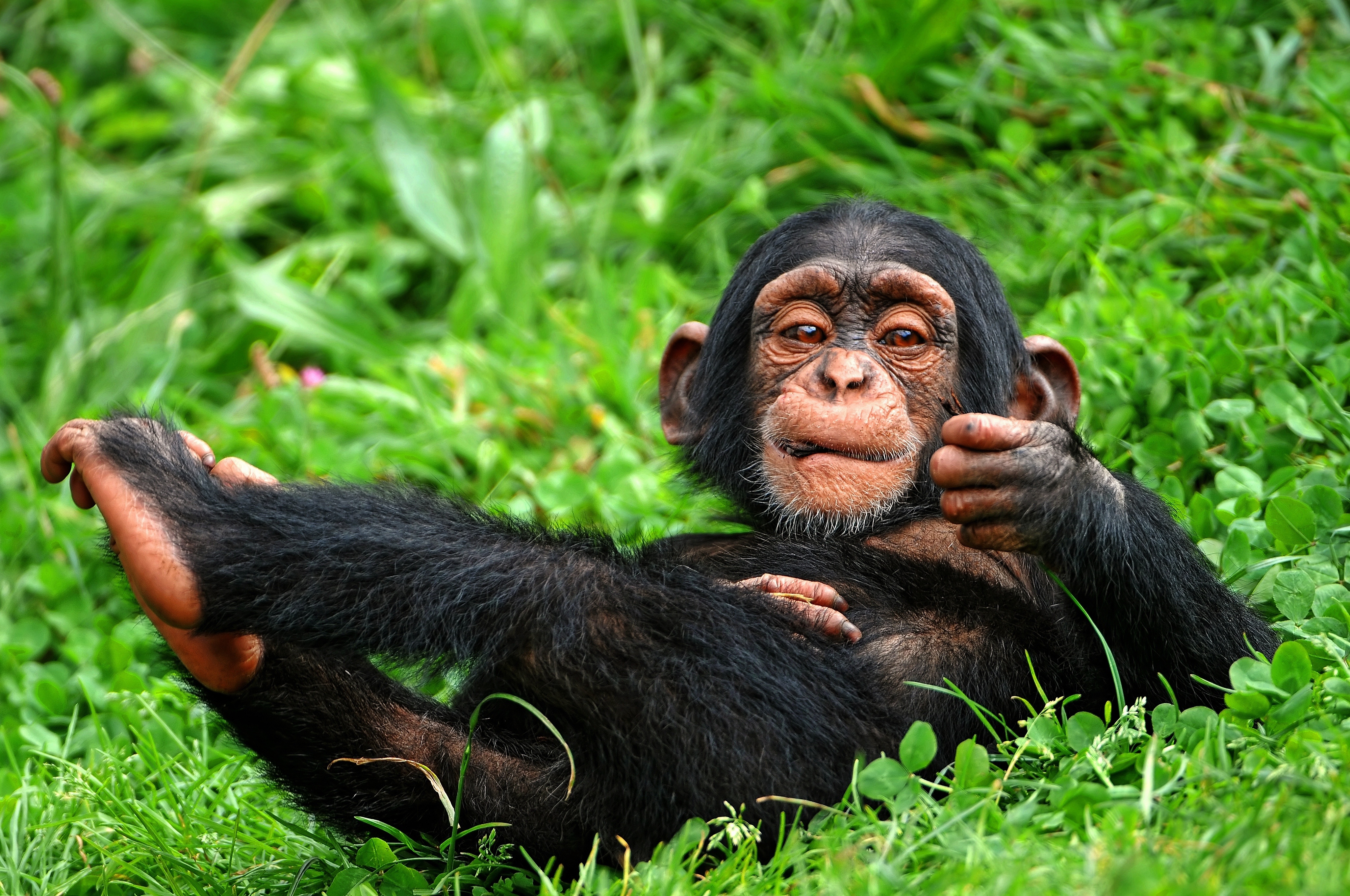 Chimpanzee 4k Ultra HD Wallpaper Background Image