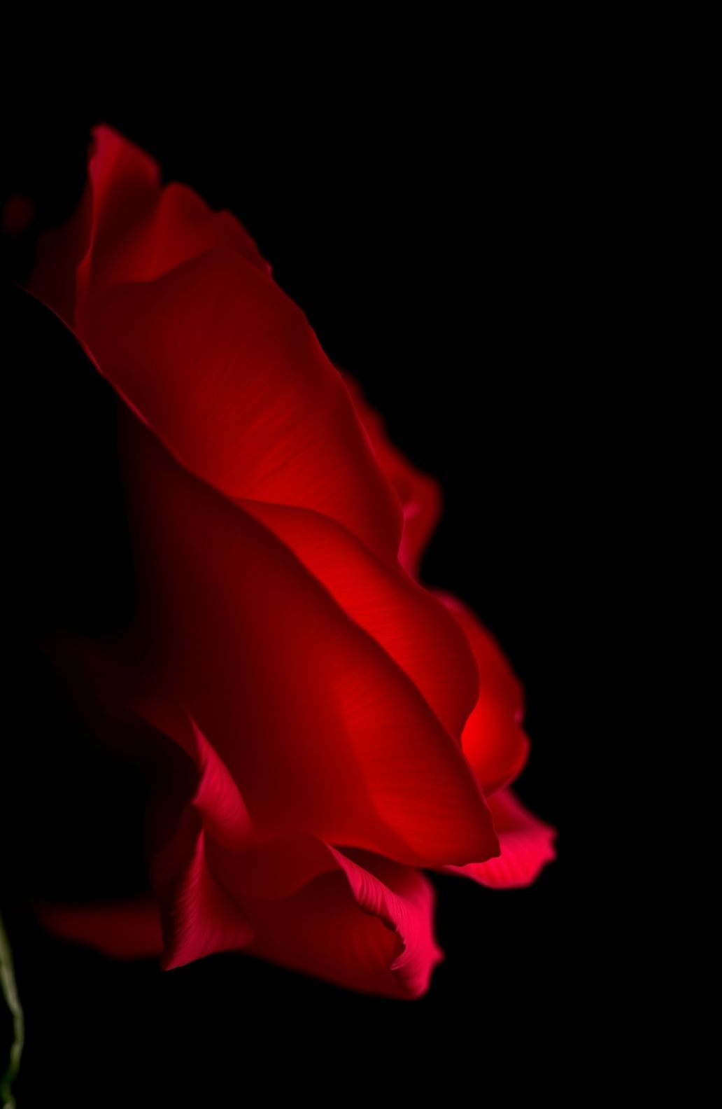 Red Rose Black Background