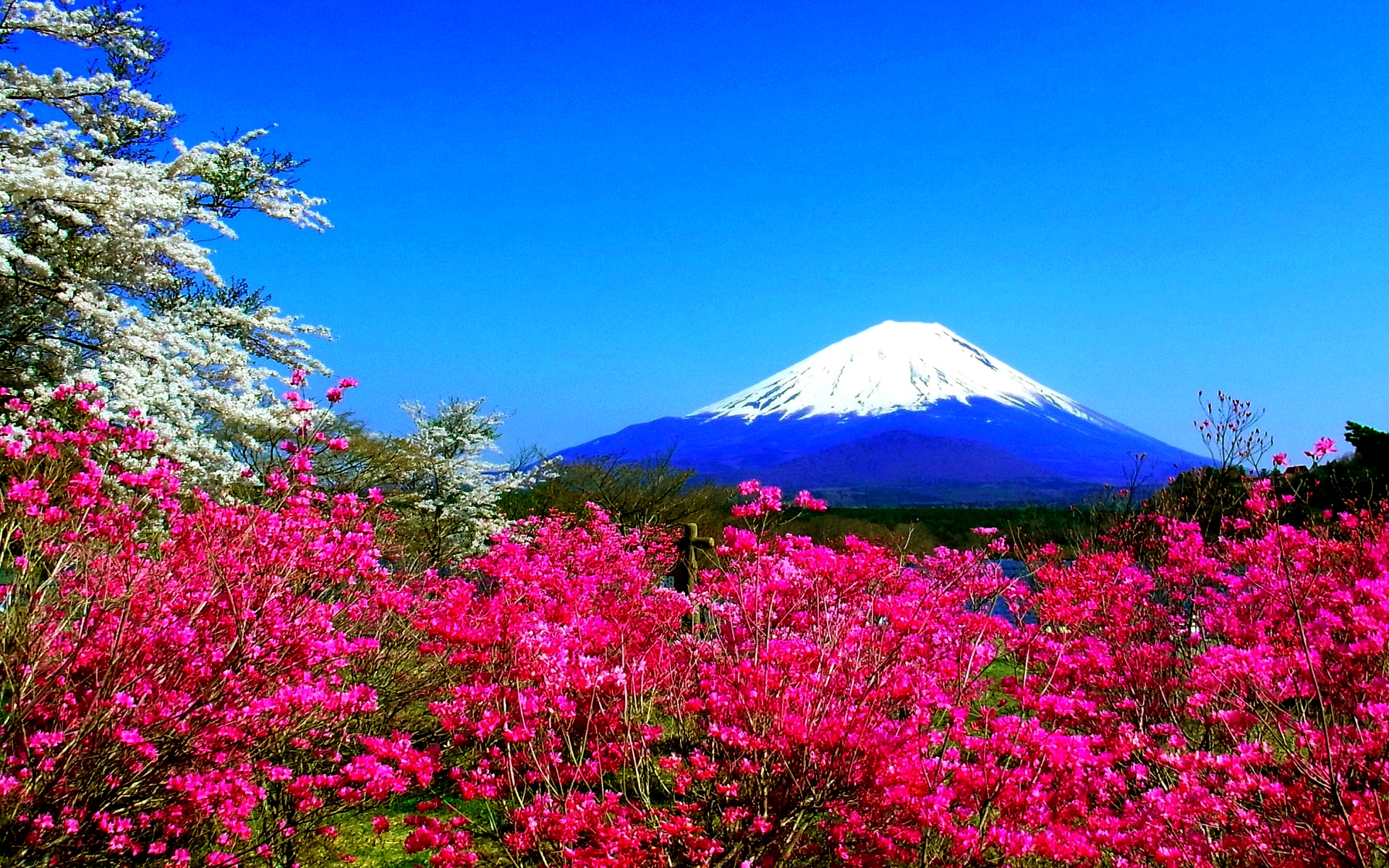 Spring In Japan Wallpaper HD