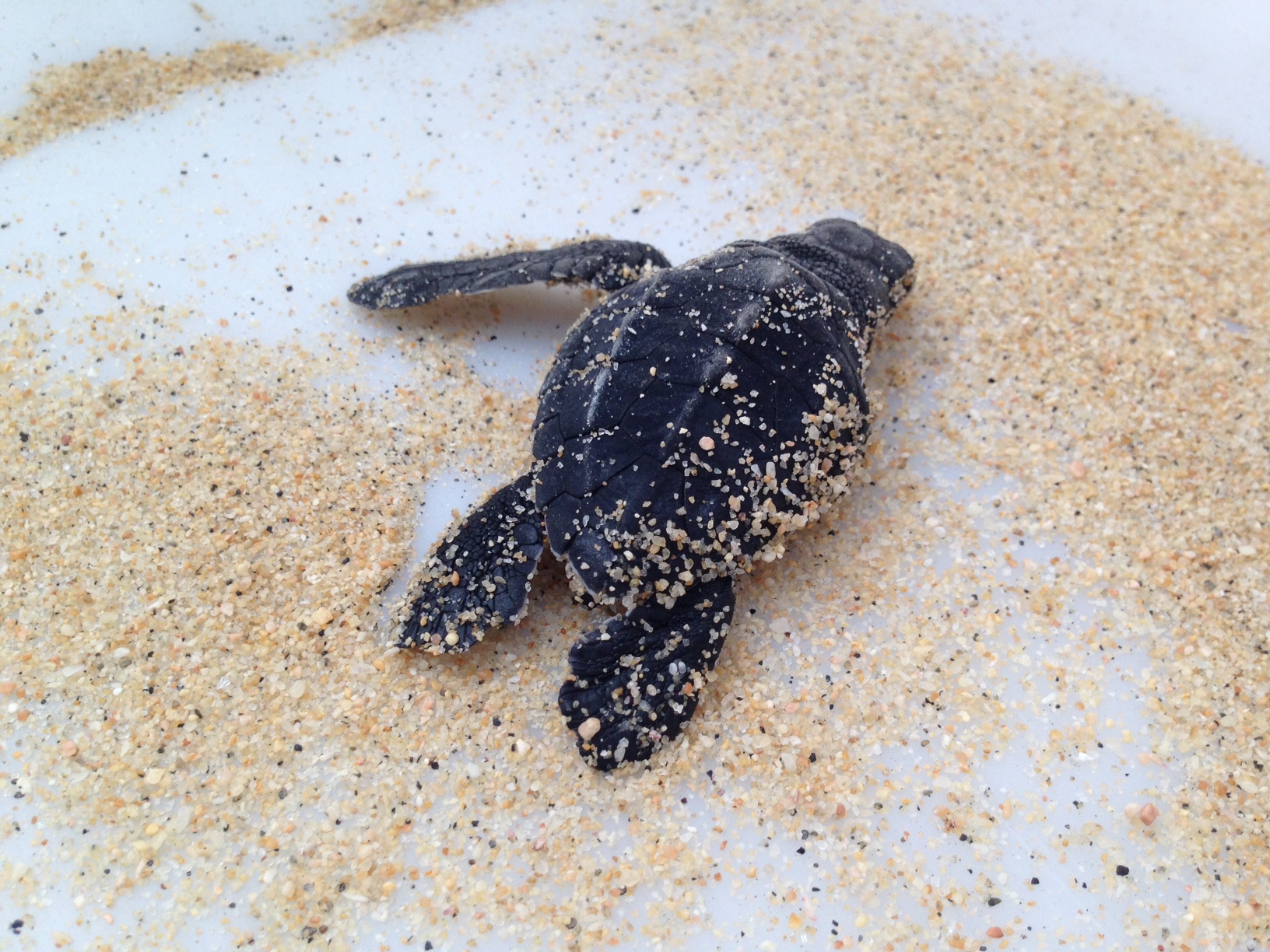 Watching Baby Sea Turtles Being Born In Los Cabos Oc Mom