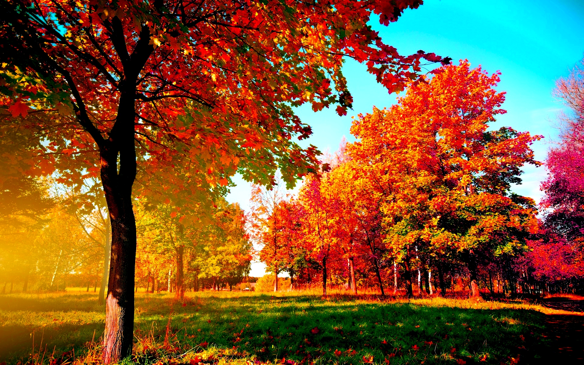 Autumn Trees Image In Many Resolutions Bellow
