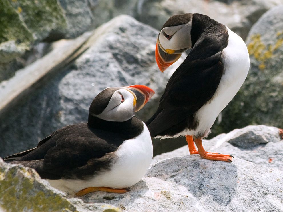 Puffin Picture Animal Wallpaper National Geographic Photo Of The