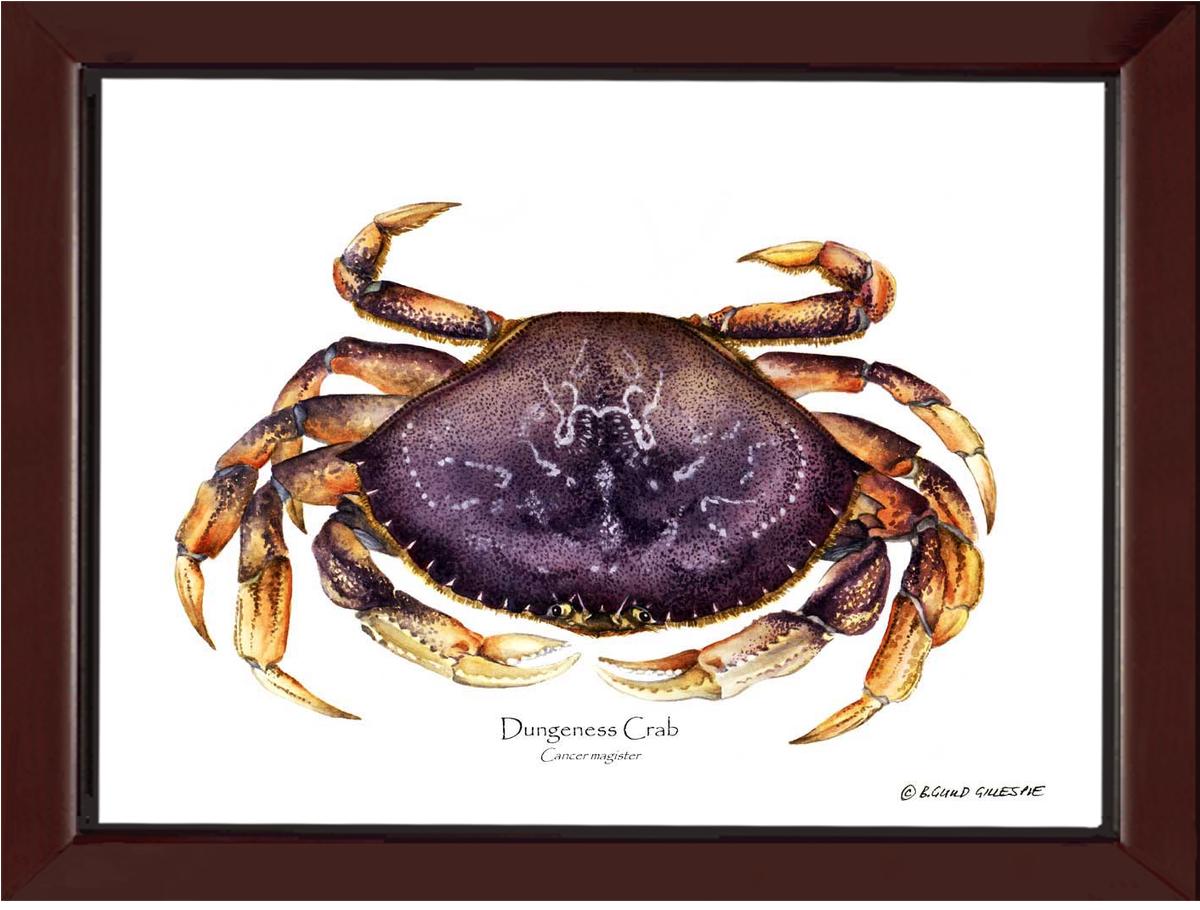 Dungeness Crab Wallpaper