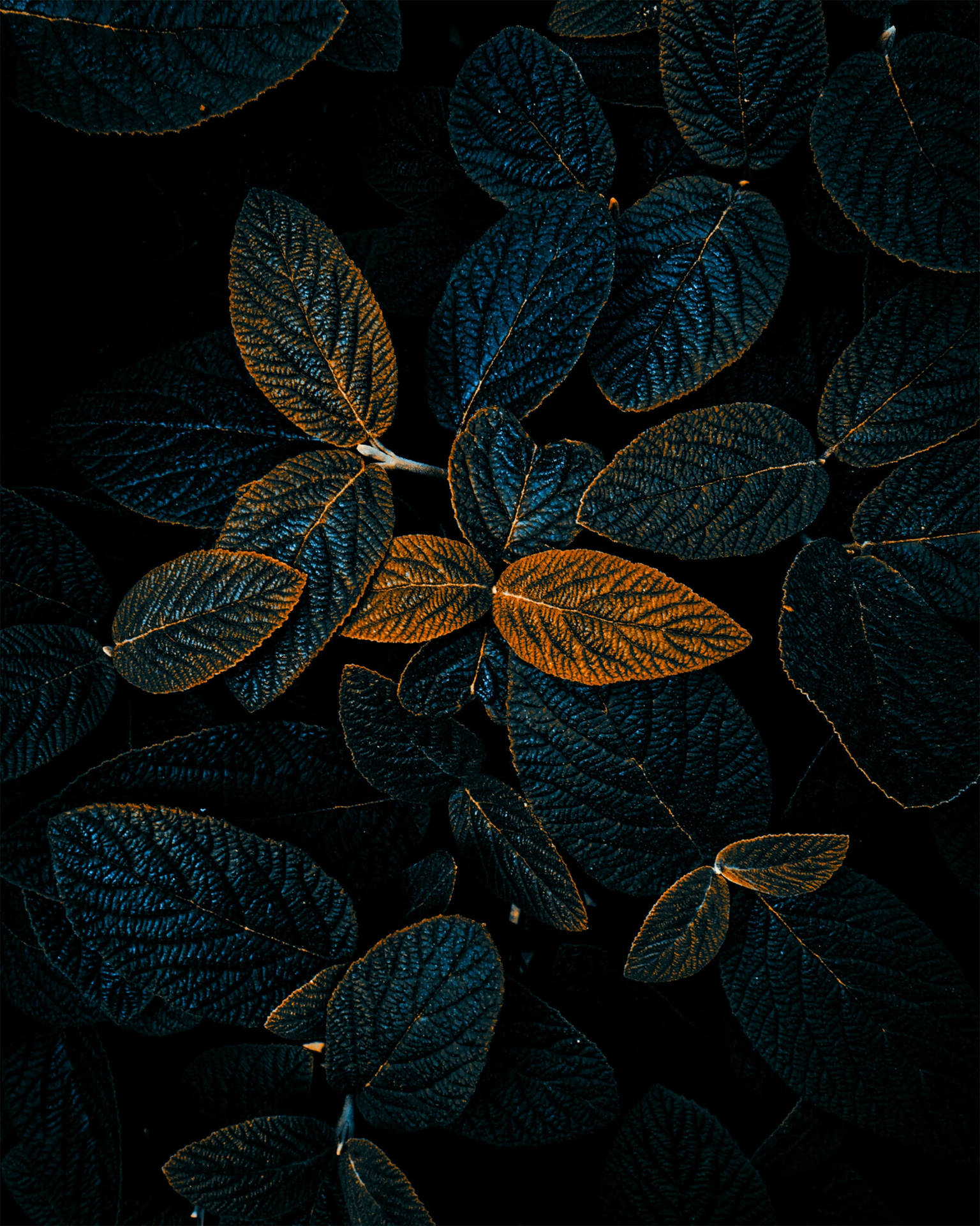 Close-up of dark green and bronze leaves, creating a textured natural background