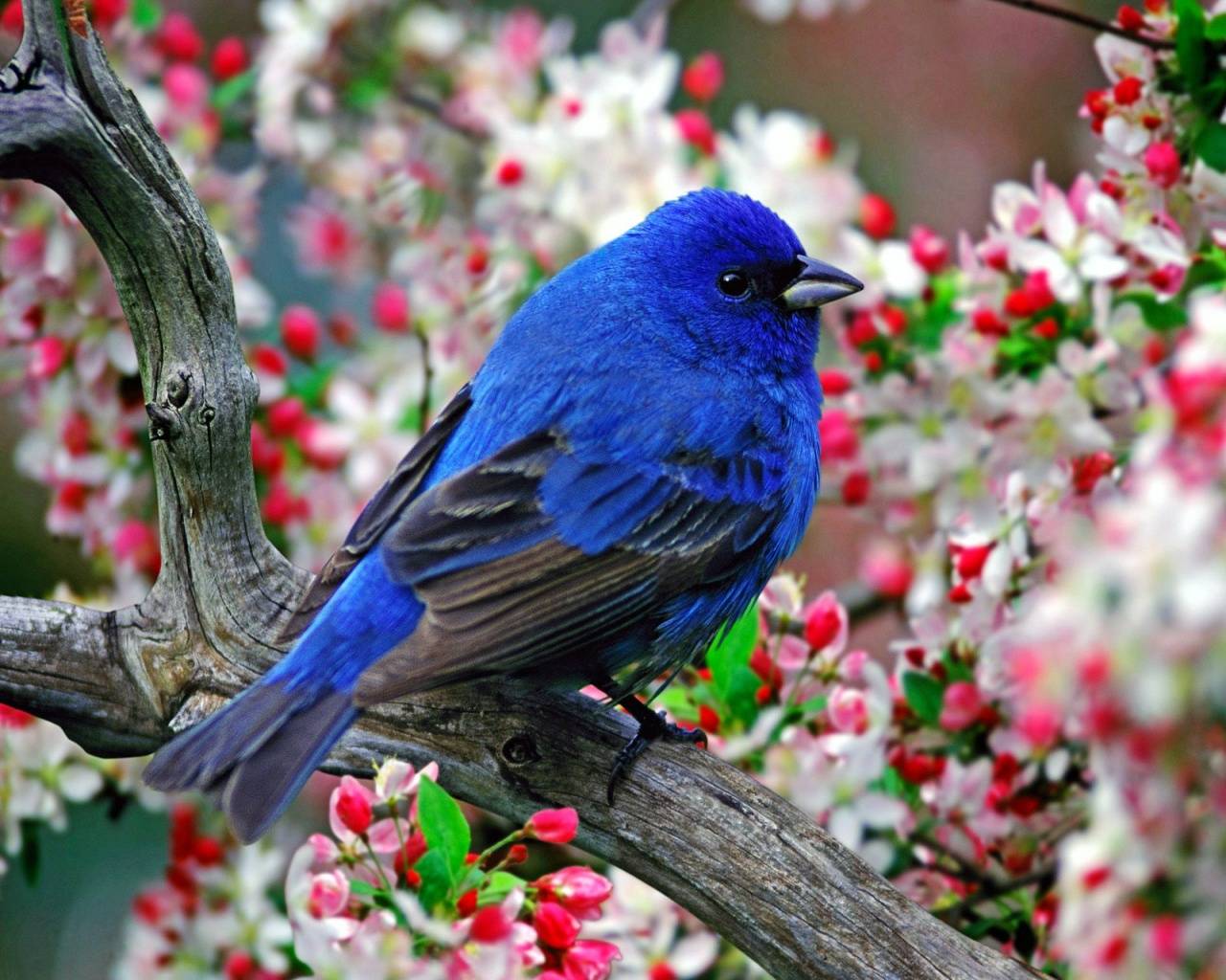 Beautiful Colorful Cute Birds Wallpaper