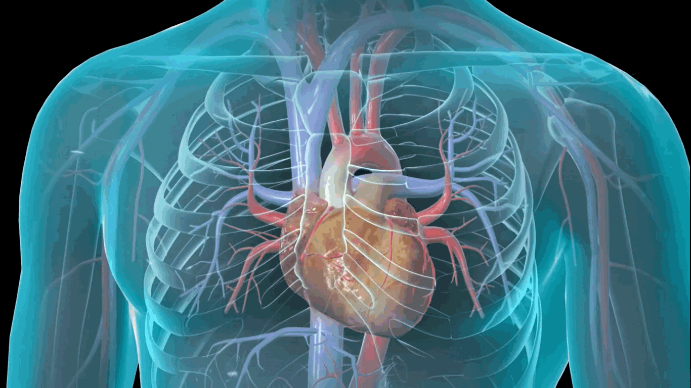 Best Cardiothoracic Wallpaper