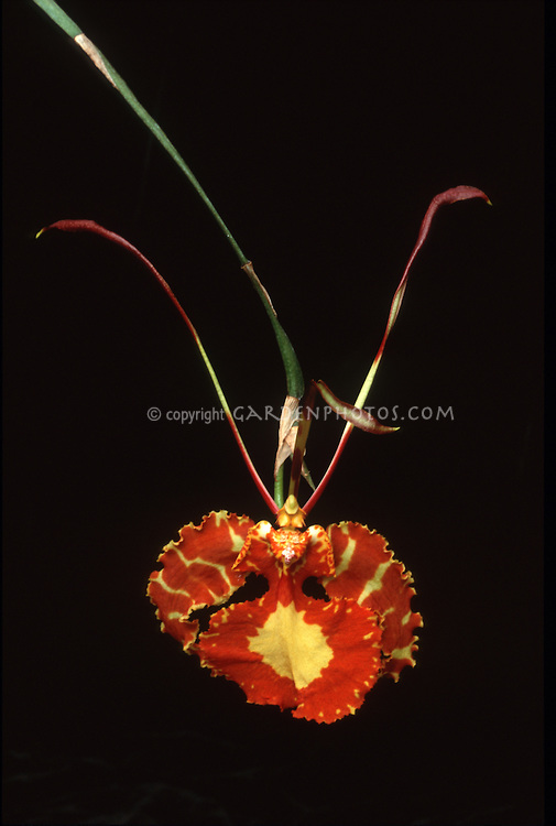 🔥 [48+] Where to Get Wallpaper Samples WallpaperSafari