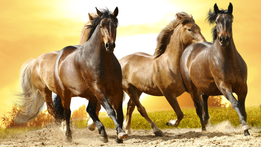 To Set This Beautiful Wild Horses Wallpaper On Your Desktop Screen